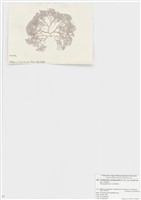 藏品(粉枝藻科)的圖片